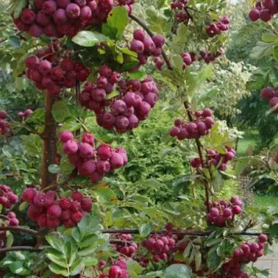 Рябина ДЕСЕРТНАЯ МИЧУРИНА сладкоплодная в Витебске