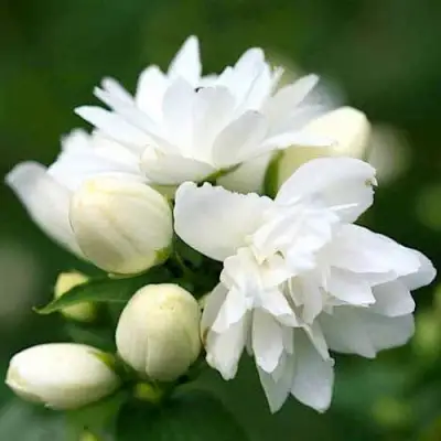 Жасмин ШНЕЕШТРУМ в Витебске