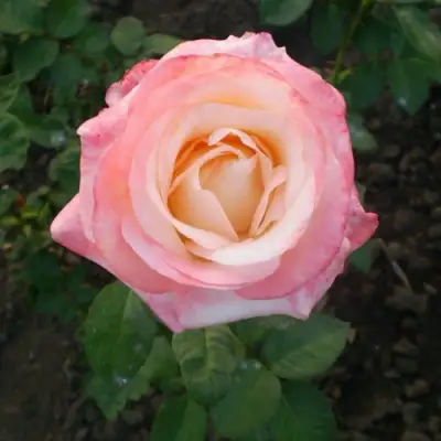 Роза БЕЛА ПЕРЛА чайно-гибридная в Витебске