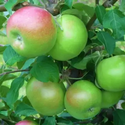 Яблоня НАВАВИТА в Витебске