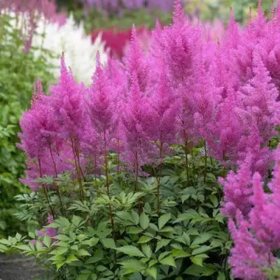 Астильба АМЕТИСТ Арендса в Витебске