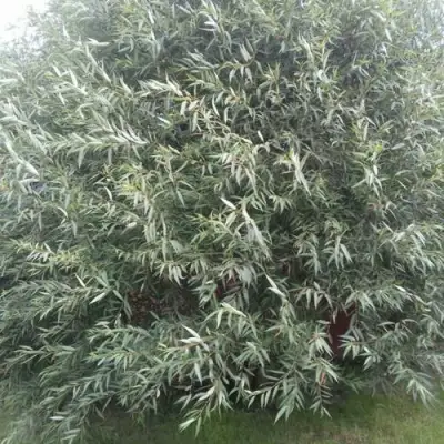 Ива СЕРЕБРИСТАЯ в Витебске