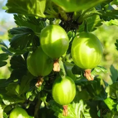 Крыжовник МАЛАХИТ в Витебске