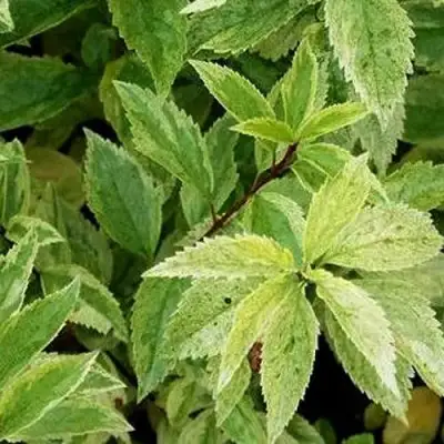 Форзиция ЛЕДНОГОРА промежуточная в Витебске