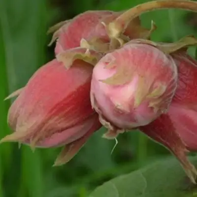 Фундук АКАДЕМИК ЯБЛОКОВ в Витебске