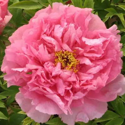 Пион СЕРЕБРИСТЫЙ РУЧЕЙ древовидный в Витебске