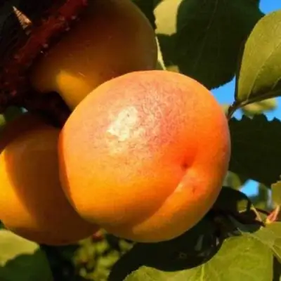 Абрикос СПАДЧЫНА в Витебске