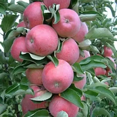 Яблоня АНТЕЙ КИЕВСКИЙ колонновидная в Витебске