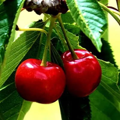 Вишня НИКА в Витебске