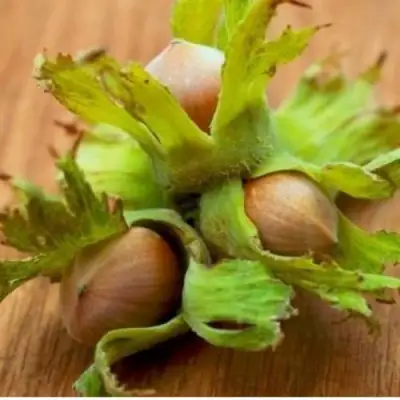 Фундук ГИГАНТ ТАМБОВСКИЙ в Витебске