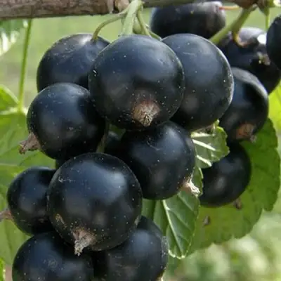 Смородина черная КЛУССОНОВСКАЯ в Витебске