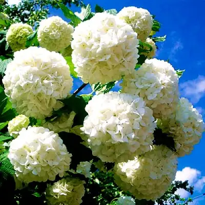 Калина БУЛЬДЕНЕЖ в Витебске