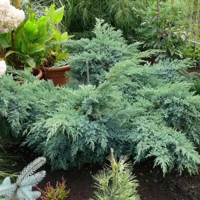 Можжевельник БЛЮ ШВЕД (СВИД) чешуйчатый в Витебске