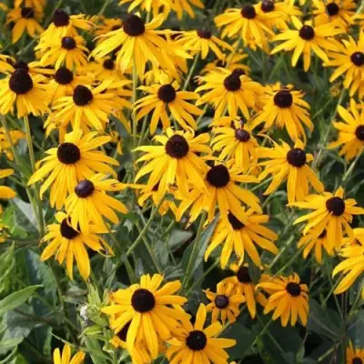 Рудбекия блестящая в Витебске