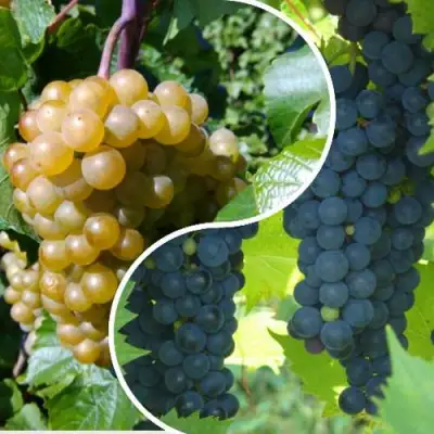 Комплект ИНЬ-ЯНЬ в Витебске