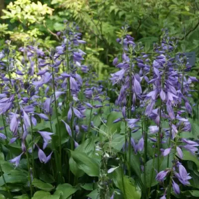 Хоста ГАРРИ ВАН ТРИЕР в Витебске