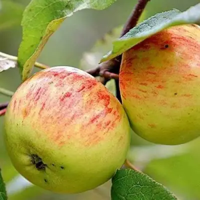 Яблоня РАНЕТКА (КОРОБОВКА) в Витебске