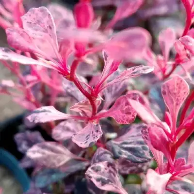 Барбарис РОУЗ ГЛОУ тунберга в Витебске