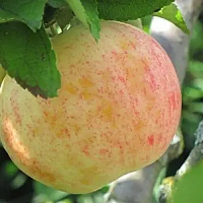 Яблоня ЛЕТНЕЕ СЛАДКОЕ в Витебске