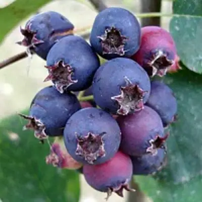 Ирга SLEYT в Витебске