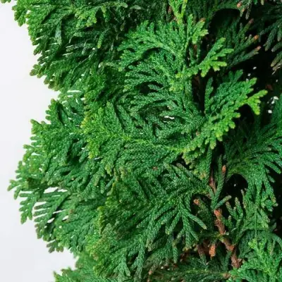 Туя СПИРАЛИС западная в Витебске