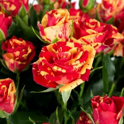 Роза ФАЙЕР ФЛЕШ спрей в Витебске