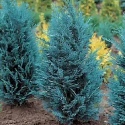 Кипарисовик ВАН ПЕЛЬТС БЛЮ лавсона в Витебске