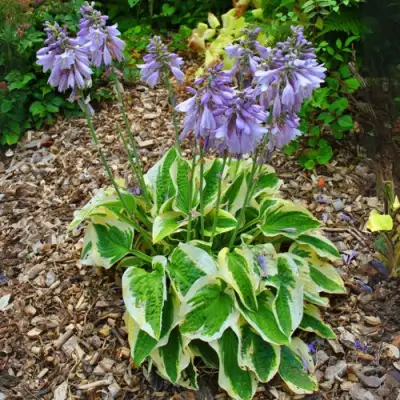 Хоста АУРЕОМАРГИНАТА в Витебске