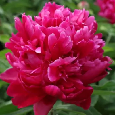 Пион ПЕСНЬ ВЕТРА травянистый в Витебске