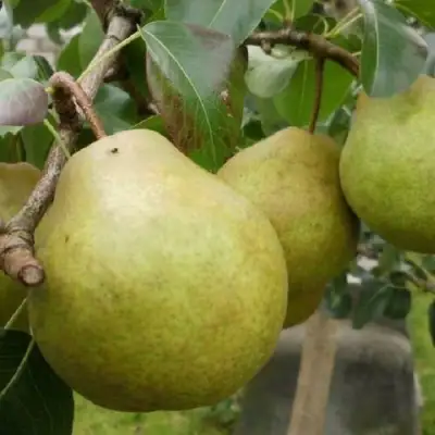Груша ПЛАТОНОВСКАЯ в Витебске
