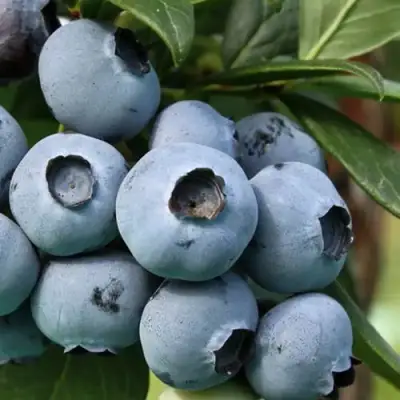 Голубика НЕЛЬСОН в Витебске