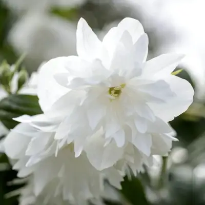 Жасмин МИНЕСОТА СНОУФЛЕЙК в Витебске