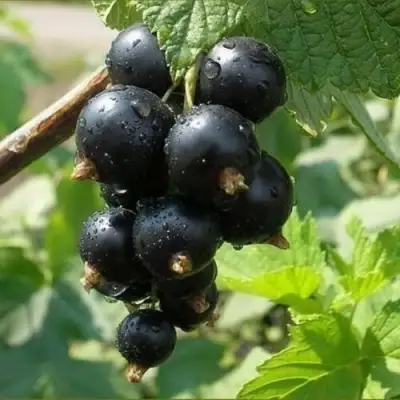 Смородина черная ПИГМЕЙ в Витебске