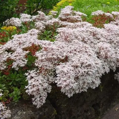 Очиток (седум) МУРАЛЕ белый в Витебске