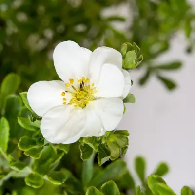 Лапчатка СНОУБЕРД кустарниковая в Витебске