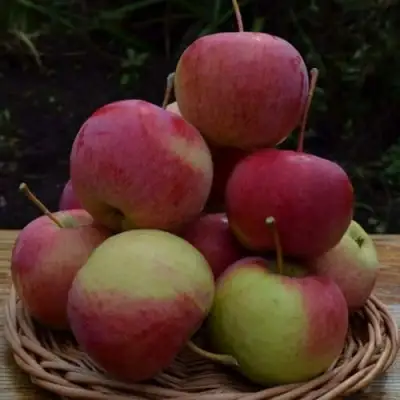 Яблоня РОДНИКОВАЯ в Витебске