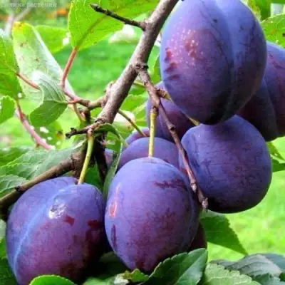 Слива ВЕНГЕРКА БЕЛОРУССКАЯ в Витебске