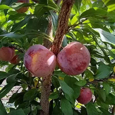 Плуот ГЕО ПРАЙД в Витебске