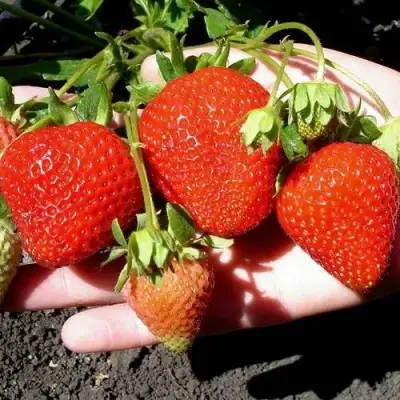 Клубника САН АНДРЕАС ремонтантная в Витебске