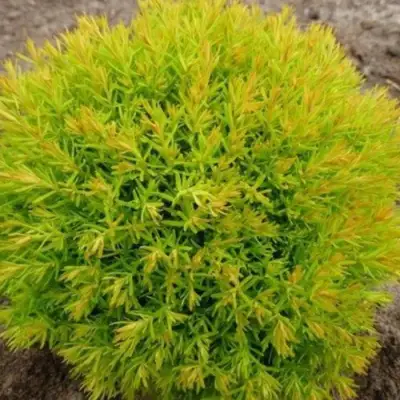 Туя АННИЕК западная в Витебске