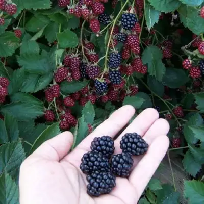 Ежевика ОРКАН бесшипная  в Витебске