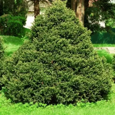 Ель ОЛЕНДОРФИ обыкновенная в Витебске