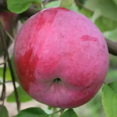 Яблоня БРЯНСКОЕ РОЗОВОЕ в Витебске