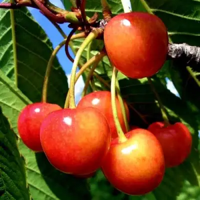 Черешня ФАТЕЖ в Витебске