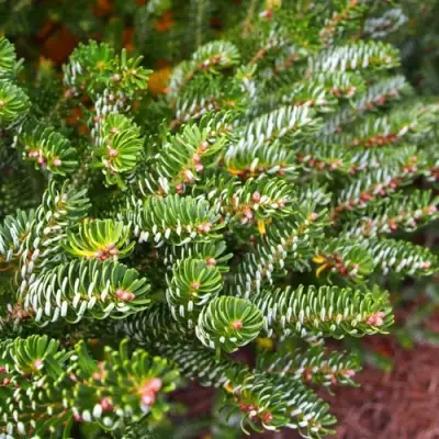 Пихта белая в Витебске