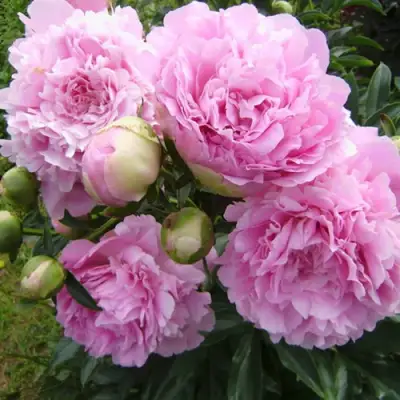 Пион ДИННЕР ПЛЕЙТ травянистый в Витебске