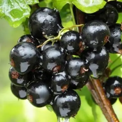 Смородина черная БЫЛИННАЯ (ВЕРНОСТЬ) в Витебске