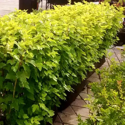 Комплект АНГЕЛ ГОЛД в Витебске