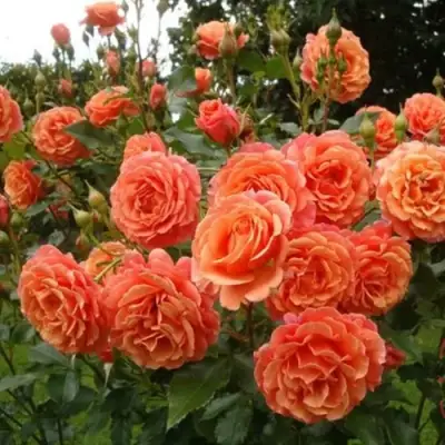 Роза БЕЛЬВЕДЕР шраб в Витебске