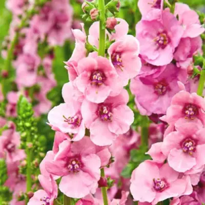 Коровяк ПИНК ДОМИНО гибридный (вербаскум) в Витебске
